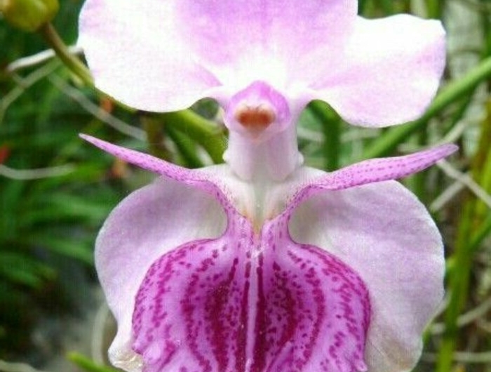 Orchidées étranges : Le guide pour les cultiver (sans les tuer) et ...