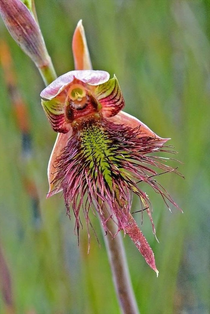 Orchidées étranges : Le guide pour les cultiver (sans les tuer) et ...