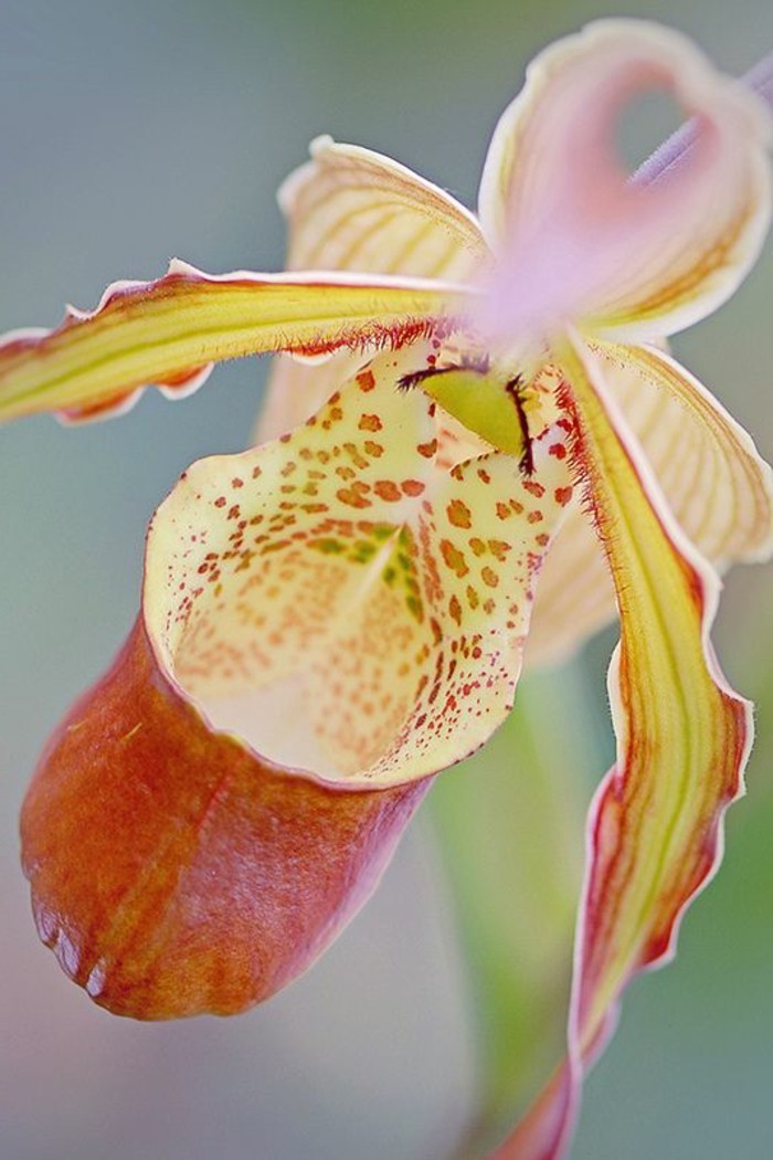 L'orchidée rare la plus bizarre ou quand les orchidées imitent la vie