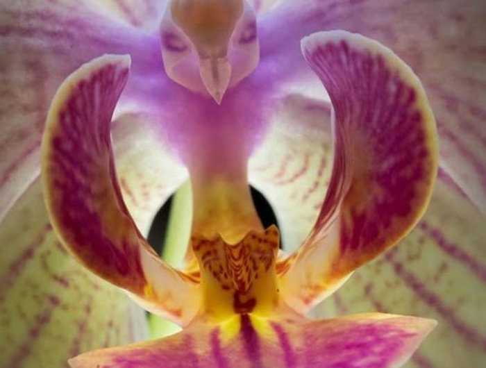 Orchidées étranges : Le guide pour les cultiver (sans les tuer) et ...