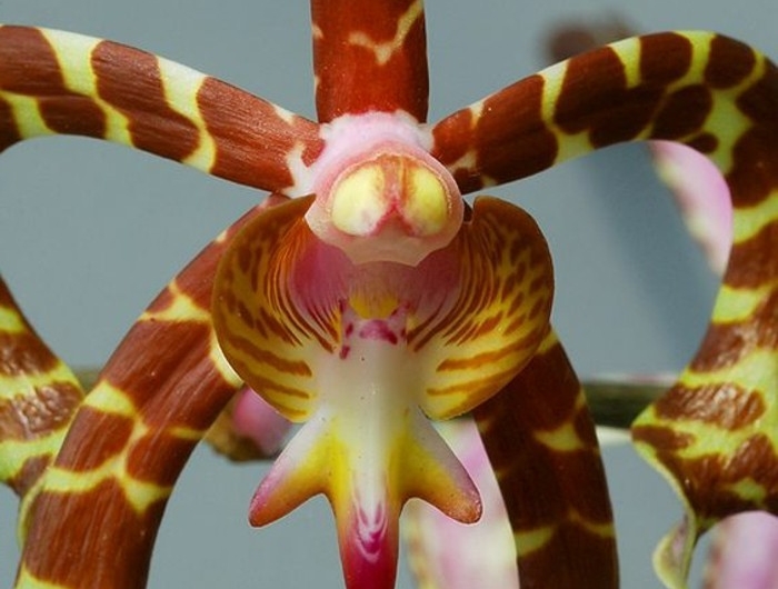 Orchidées étranges : Le guide pour les cultiver (sans les tuer) et ...