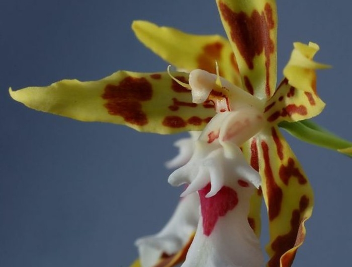 Orchidées étranges : Le guide pour les cultiver (sans les tuer) et ...