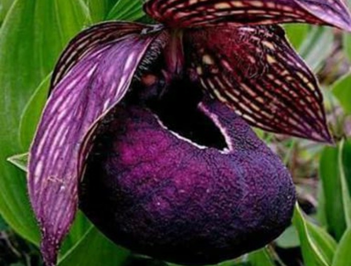 Orchidées étranges : Le guide pour les cultiver (sans les tuer) et ...