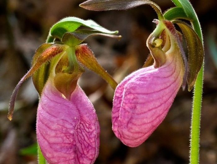 Orchidées étranges : Le guide pour les cultiver (sans les tuer) et ...