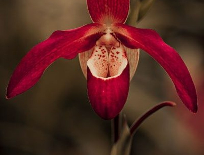 Orchidées étranges : Le guide pour les cultiver (sans les tuer) et ...