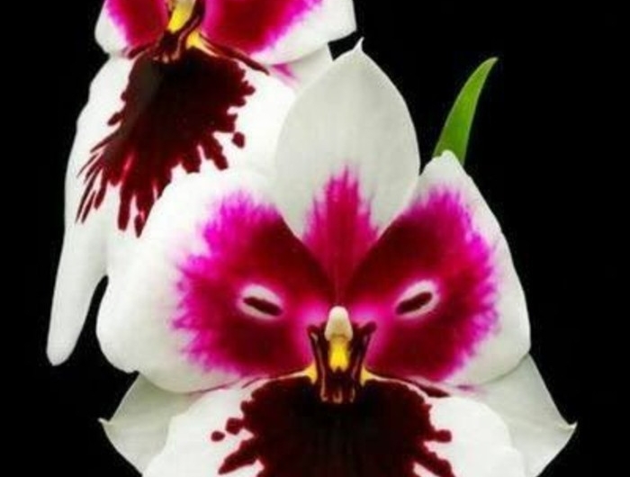 Orchidées étranges : Le guide pour les cultiver (sans les tuer) et ...