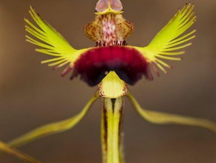 Orchidées étranges : Le guide pour les cultiver (sans les tuer) et ...