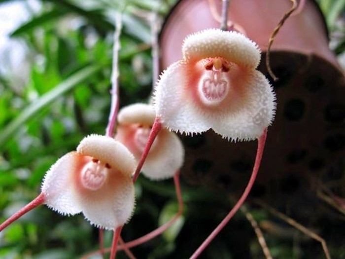 Orchidées étranges : Le guide pour les cultiver (sans les tuer) et ...