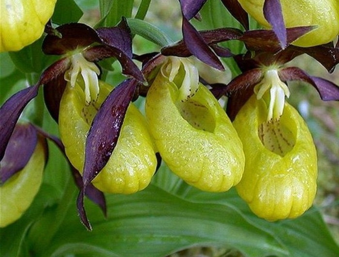 Orchidées étranges : Le guide pour les cultiver (sans les tuer) et ...