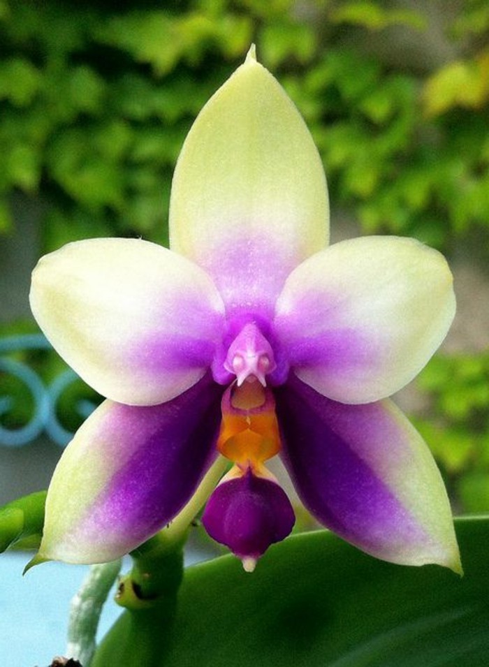 orchidee-rare-beaute-des-orchidees-orchidee-sauvage