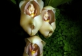 L’orchidée rare la plus bizarre ou quand les orchidées imitent la vie