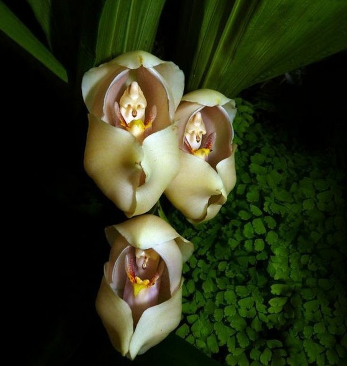 orchidee-rare-bebe-qui-dorment-dans-leurs-berceaux