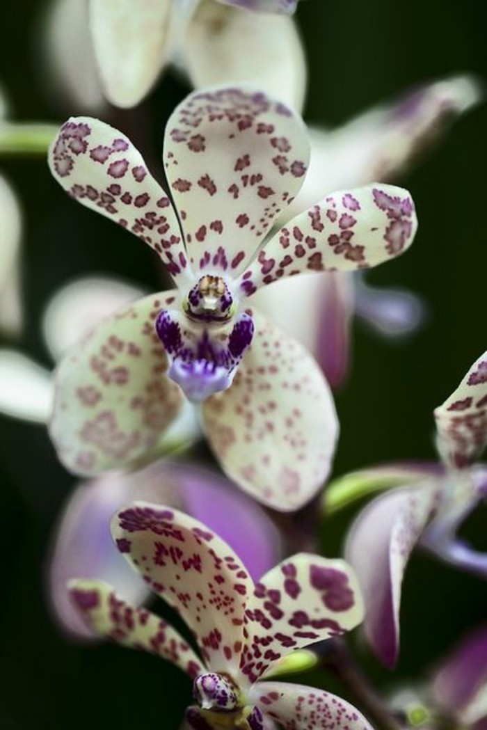 orchidee-rare-des-fleurs-qui-ressemblent-a-quelque-chose-dautre