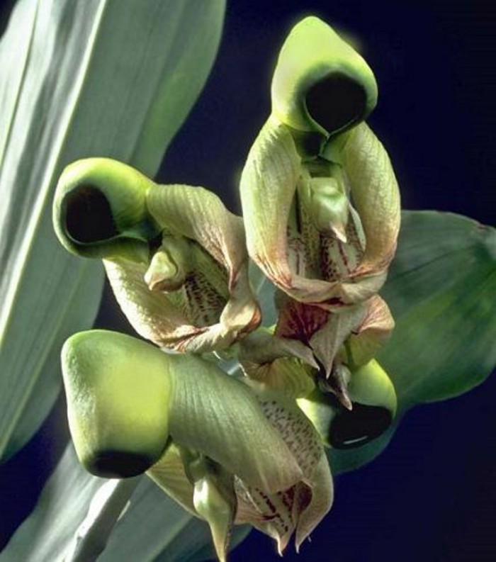 orchidee-rare-des-hommes-emballes-dans-leurs-habits