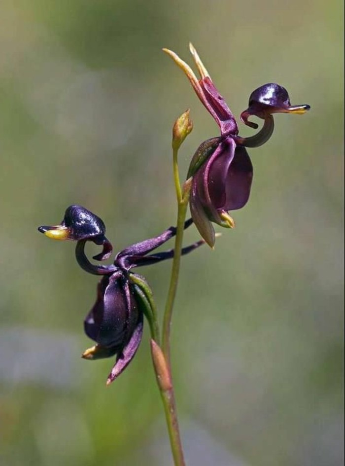 orchidee-rare-deux-canards-volants-orchidee-sauvage