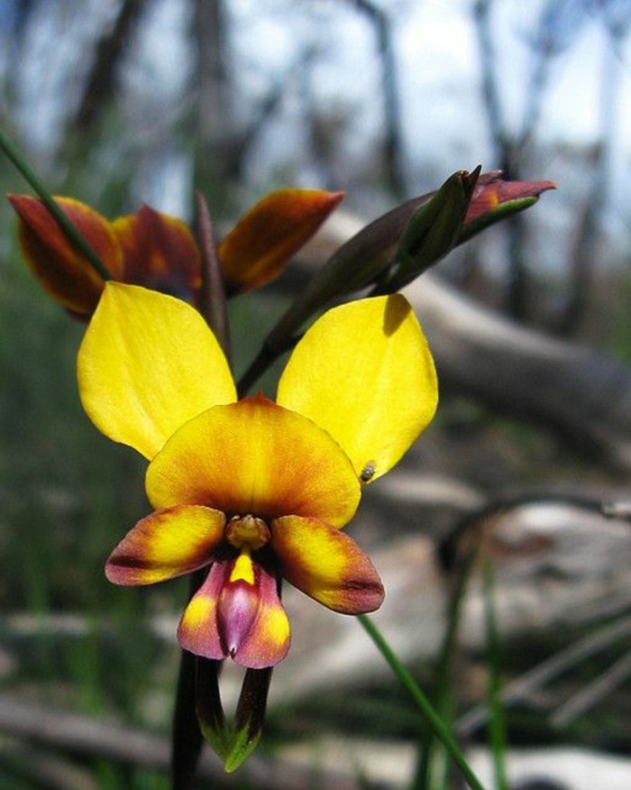 orchidee-rare-donkey-orchid-orchidee-ane-jaune