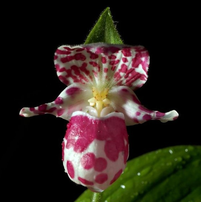 orchidee-rare-en-blanc-et-pourpre-orchidees-bizarres