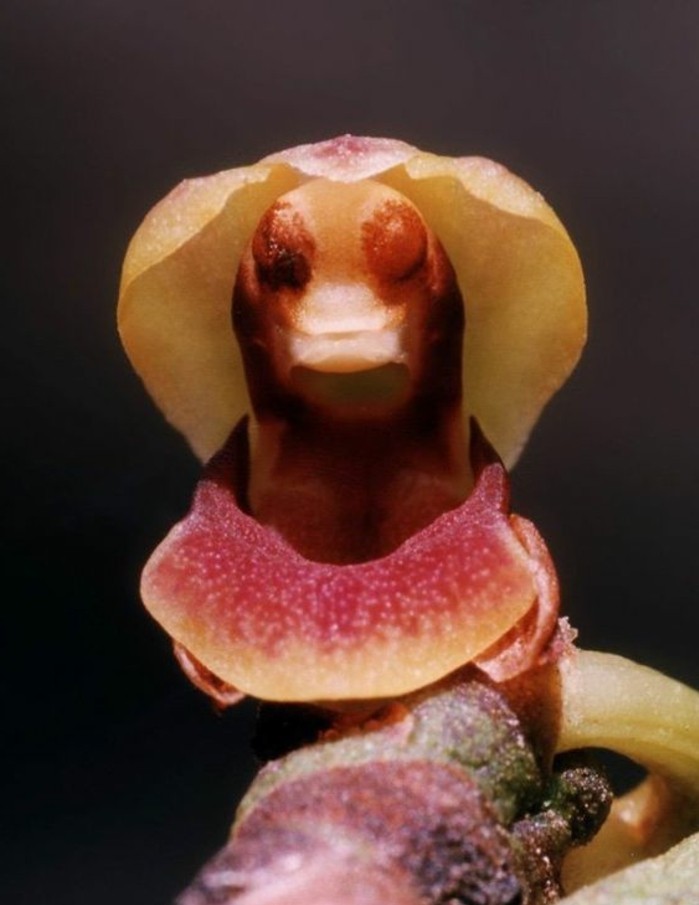 orchidee-rare-en-quete-de-lorchidee-la-plus-etonnante