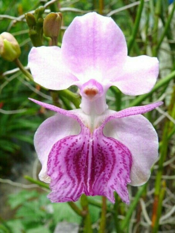 orchidee-rare-espece-dorchidee-unique-orchidee-sauvage