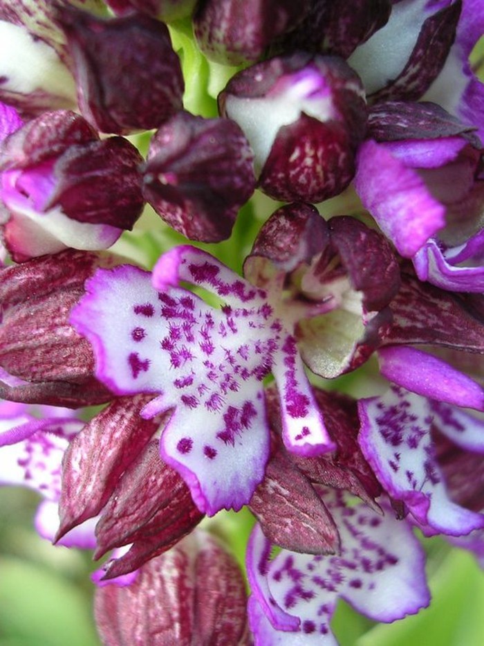 orchidee-rare-filles-heureuses-orchidees-phenomenales