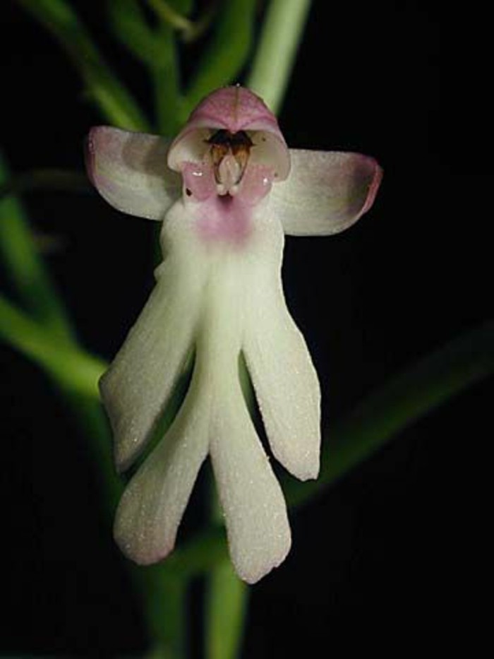 orchidee-rare-la-vie-secrete-des-orchidees-orchidee-singe