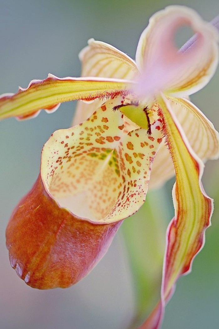 orchidee-rare-les-orchidees-pantoufles-orchidees-rares