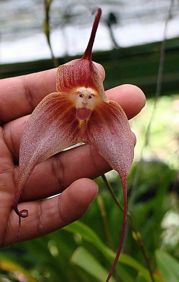 orchidee-rare-les-plus-bizarres-especes-dorchidees