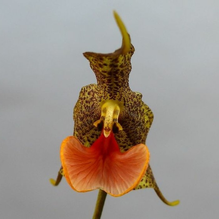 orchidee-rare-mimetisme-des-fleurs-sauvages