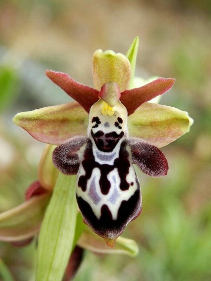 orchidee-rare-orchidee-abeille-souriante-fleurs-sauvages
