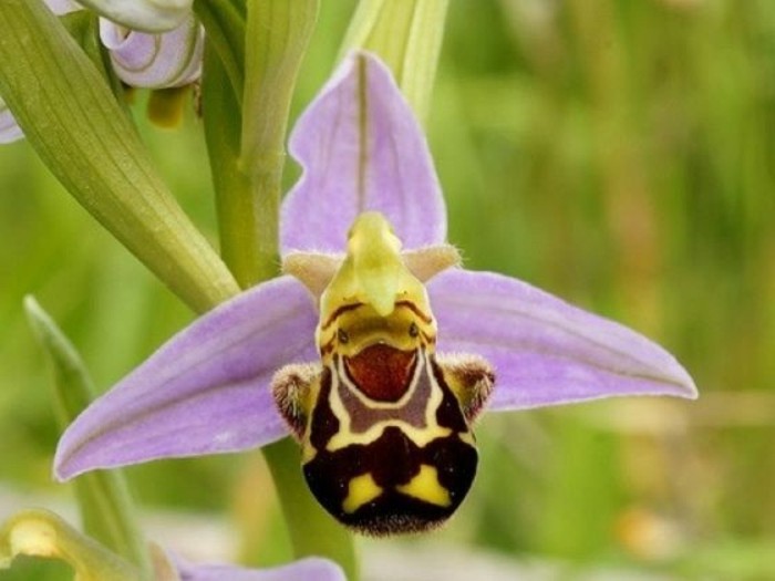 orchidee-rare-orchidee-abeille-une-fleur-sympathique