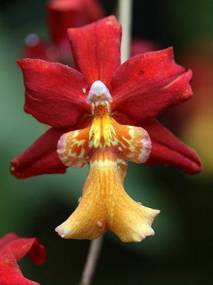 orchidee-rare-orchidee-ange-en-jaune-et-rouge