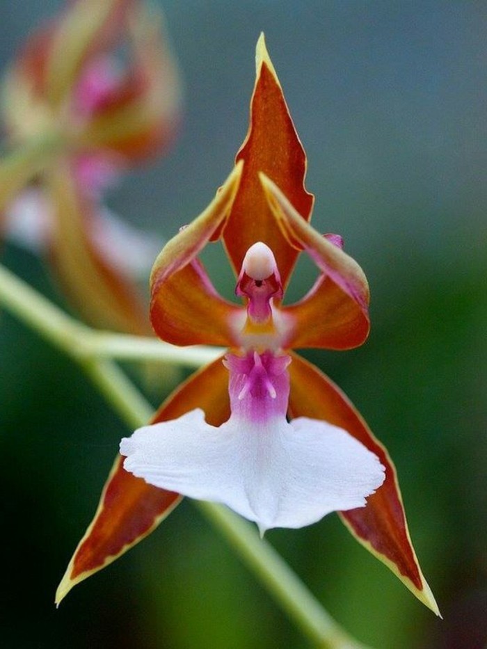 orchidee-rare-orchidee-ballerine-orchidee-danseuse