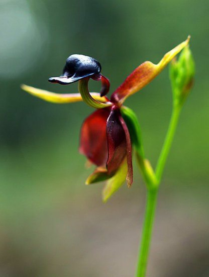 orchidee-rare-orchidee-canard-des-fleurs-fantastiques
