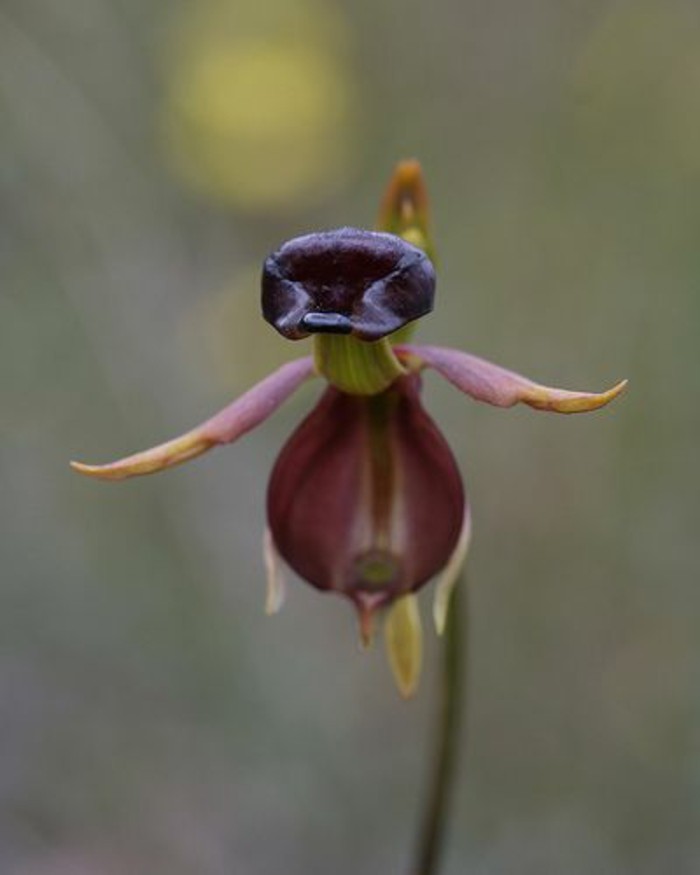 orchidee-rare-orchidee-canard-etonnante-la-vie-des-orchidees