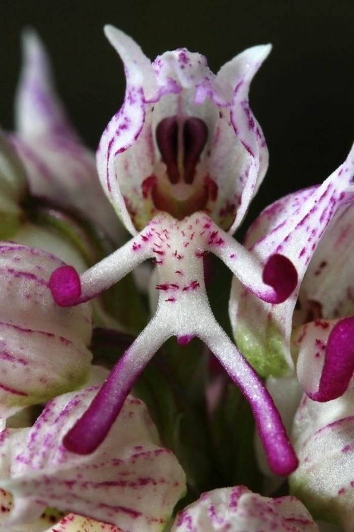 orchidee-rare-orchidee-lhomme-deshabille-lilas-et-blanc