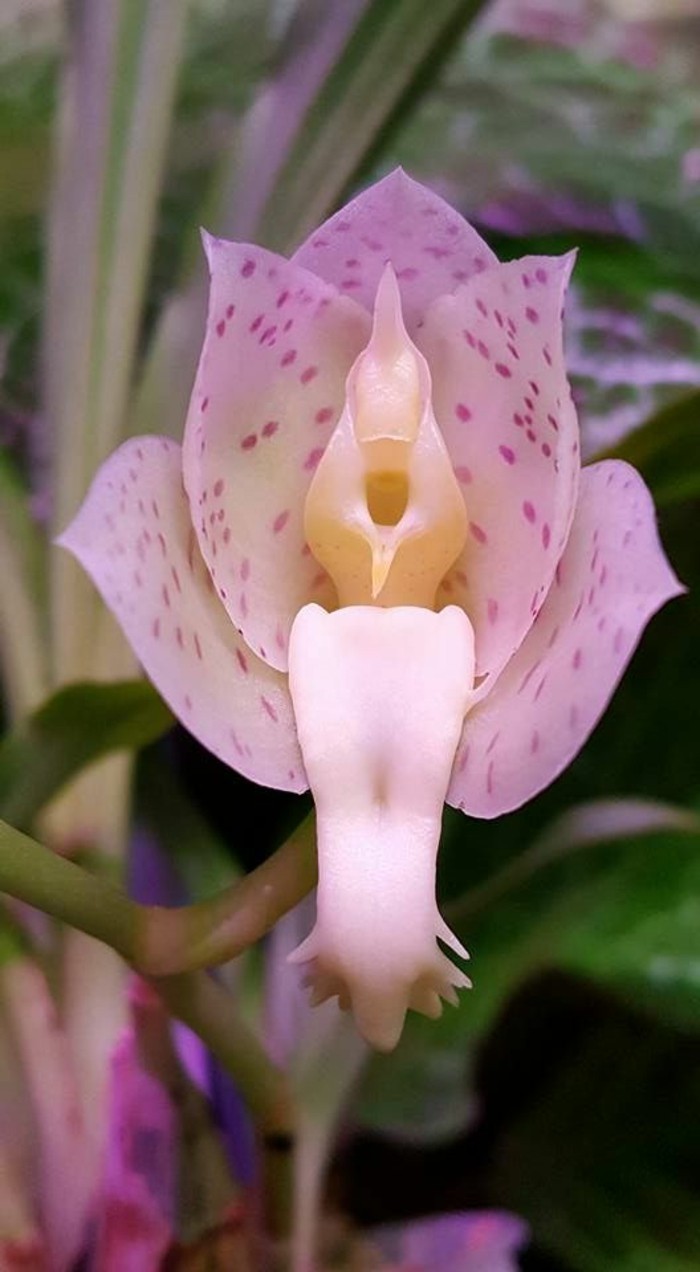 orchidee-rare-orchidee-magnifique-en-rose