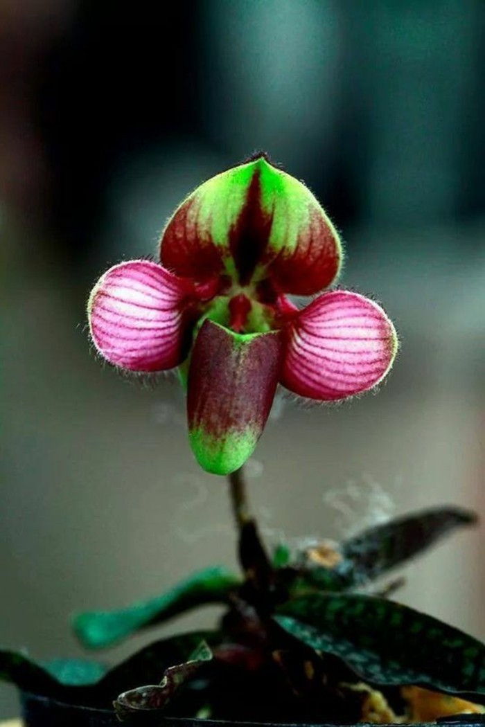 orchidee-rare-orchidee-pantoufle-mimetisme-chez-les-orchidees