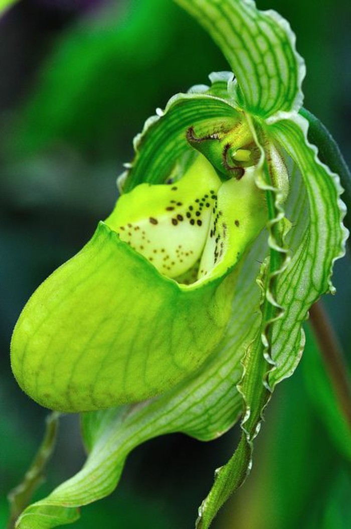orchidee-rare-orchidee-pantoufle-vert-merveilleuse-vie-des-orchidees