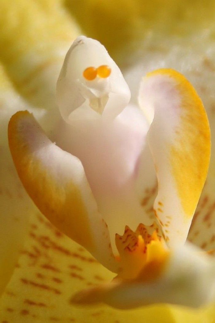 orchidee-rare-orchidee-phantome-blanc-et-jaune
