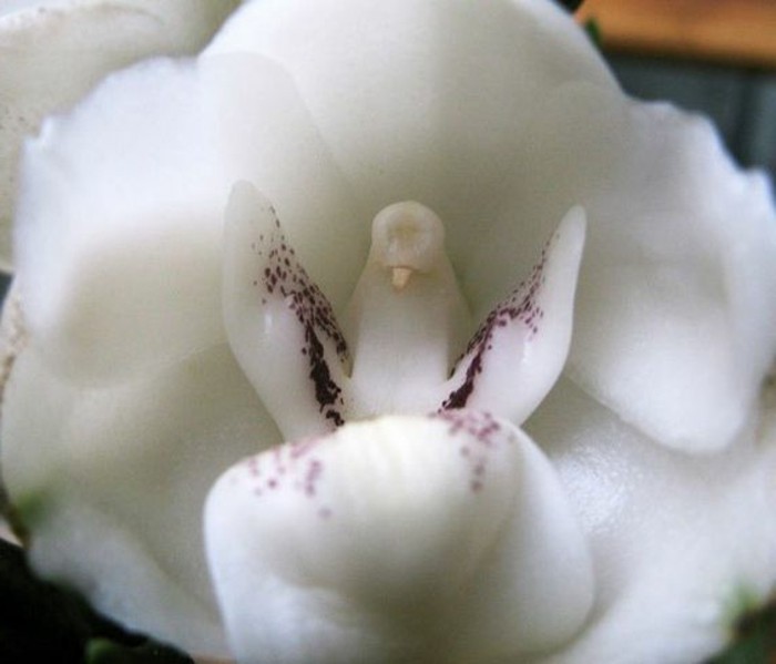 orchidee-rare-orchidee-pigeon-blanche-merveilles-de-la-nature