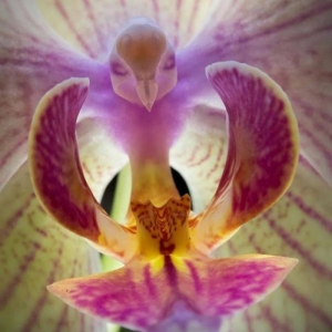 L'orchidée rare la plus bizarre ou quand les orchidées imitent la vie