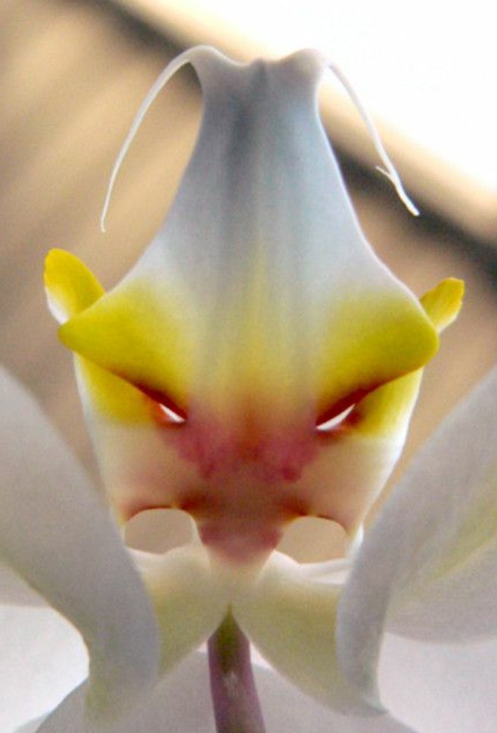 orchidee-rare-orchidee-qui-ressemble-a-un-visage-fache