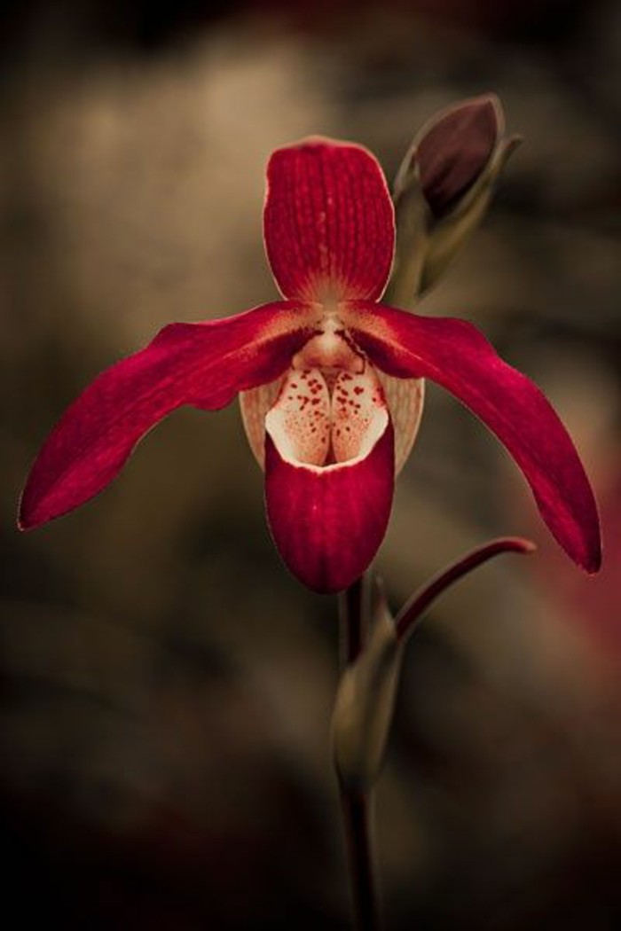 orchidee-rare-orchidee-rouge-unique-orchidees-sauvages