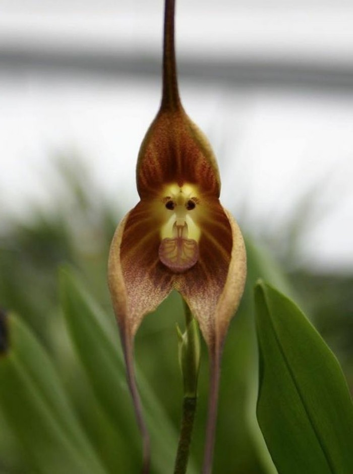 orchidee-rare-orchidee-tete-de-singe-orchidees