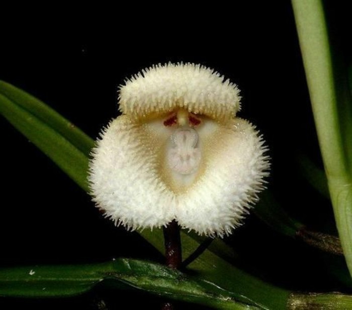 orchidee-rare-orchidee-tete-de-singe-orchidees-droles