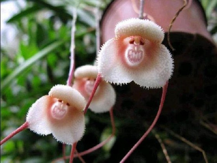 orchidee-rare-orchidee-tete-de-singe-rose-orchidees-uniques