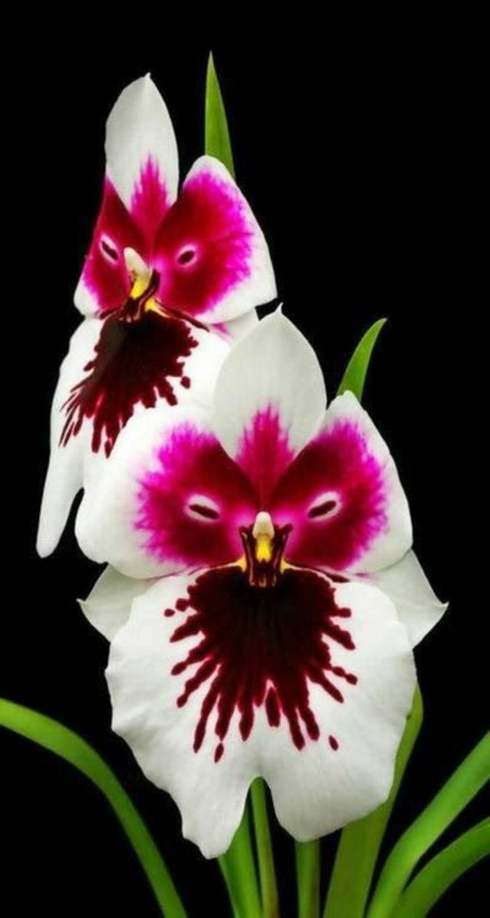 orchidee-rare-orchidee-visage-pourpre-les-miracles-de-la-nature