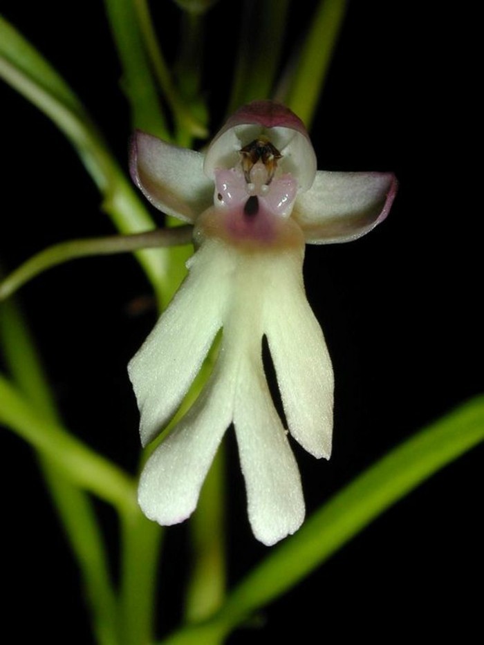 orchidee-rare-orchidees-improbables-imitant-les-etres-vivants