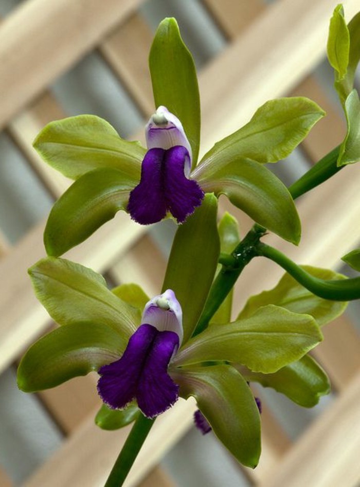 orchidee-rare-orchidees-sauvages-fantastiques