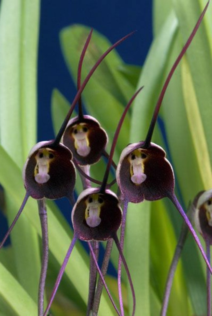 orchidee-rare-orchidees-tetes-de-singes-les-fleurs-bizarres